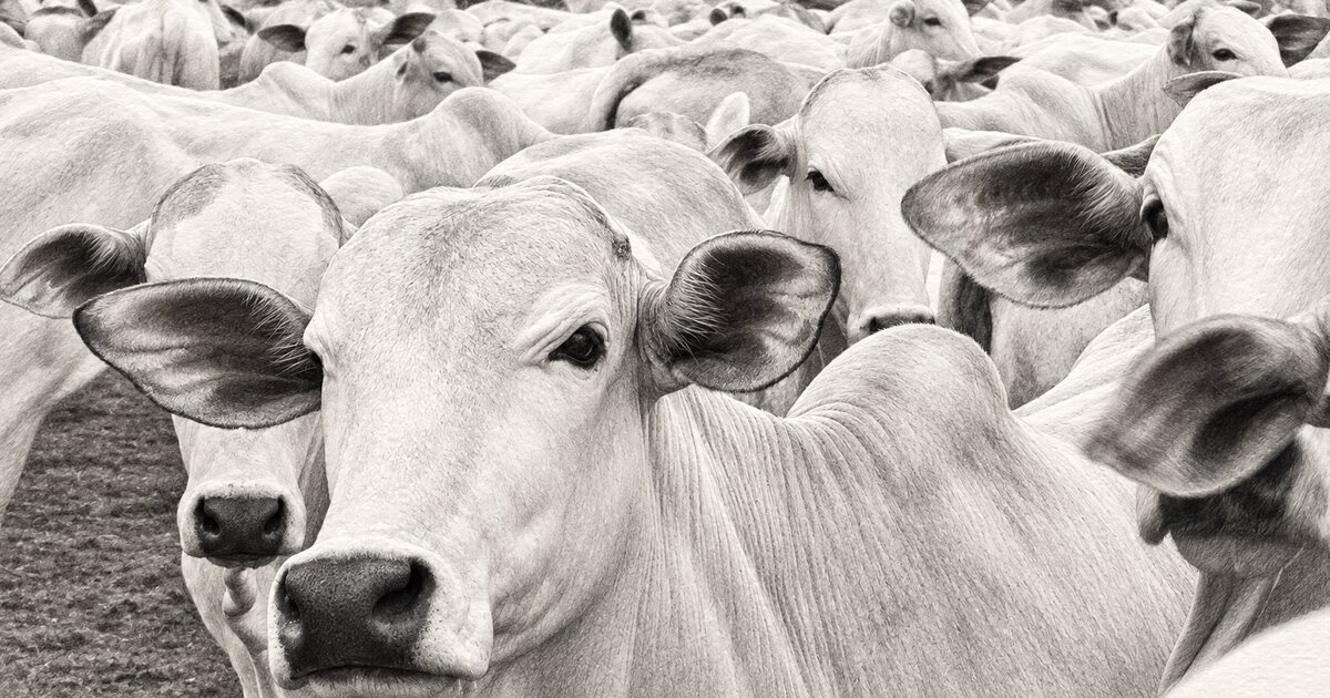 China aplica sobretaxa de 55% à carne brasileira