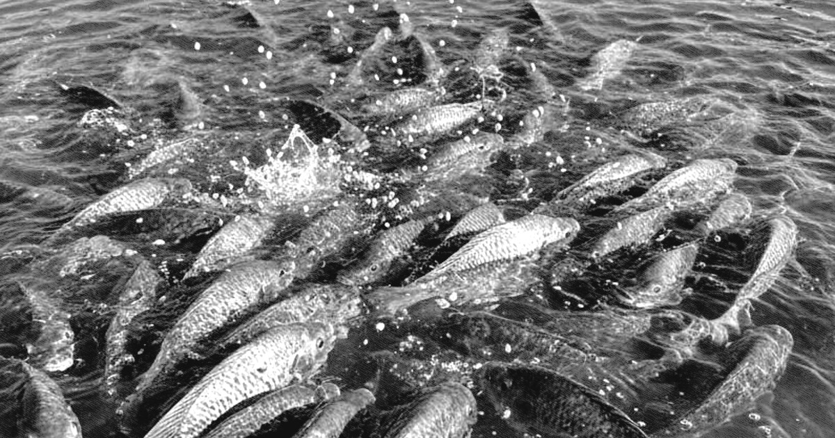 Brasil quer ampliar exportação de filés congelados de tilápia