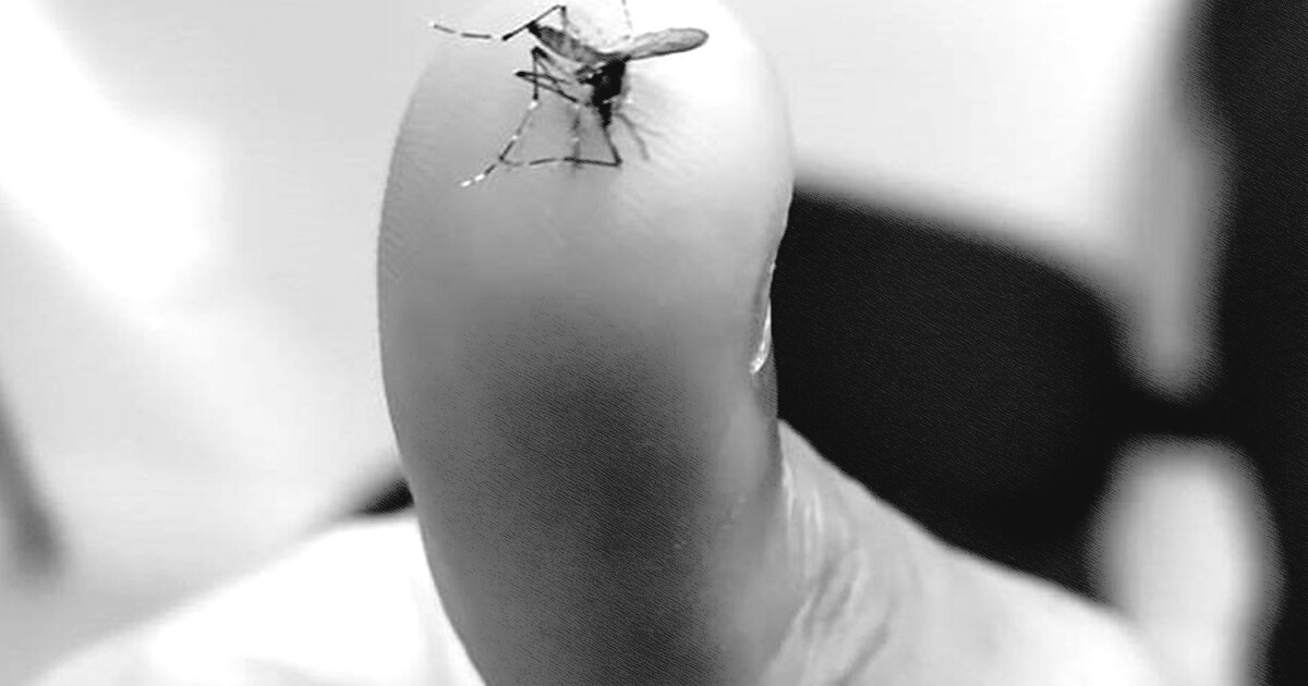 Dengue recua no país, mas presença do Aedes mantém alerta no Espírito Santo - Século Diário