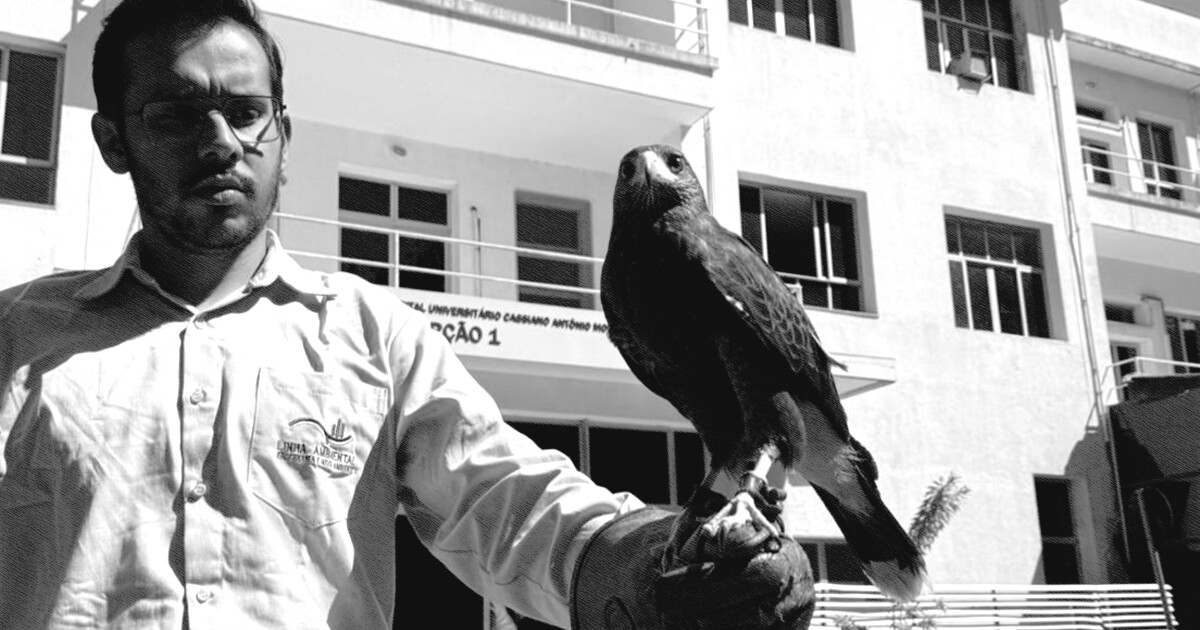 Hospital em Vitória contrata gavião para espantar pombos; saiba como funciona