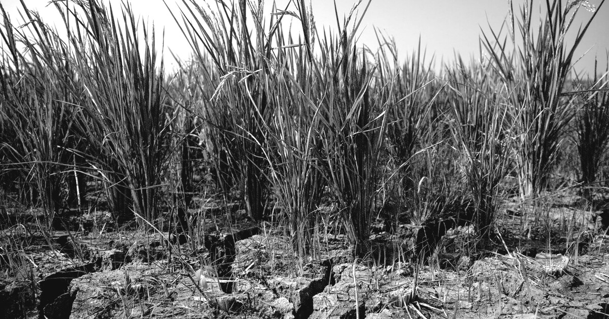 O El Niño que pode bagunçar colheitas, inflação e carteiras pelo mundo