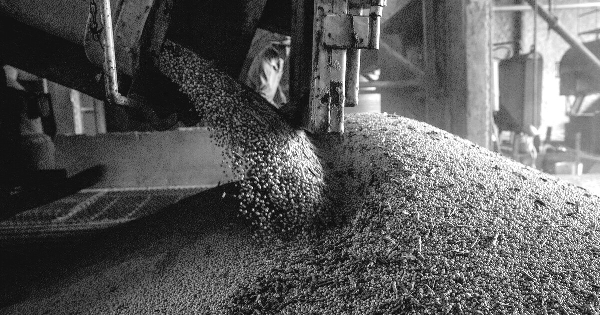 Produção brasileira de grãos deve aumentar apesar do El Niño