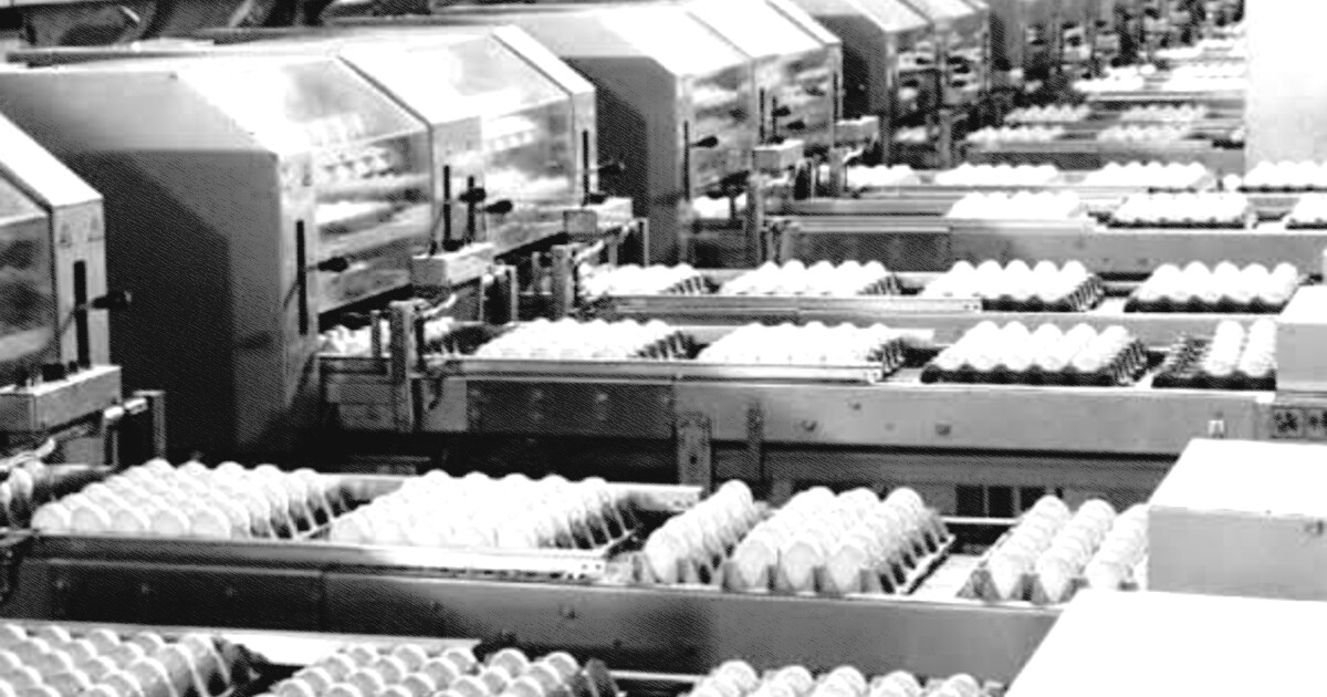 Produção brasileira de ovos deve crescer 5% em 2026