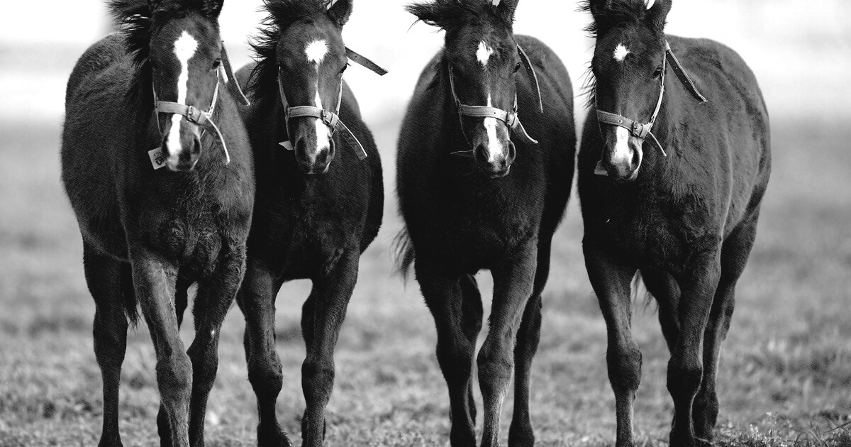 Seguro no hipismo: entenda como funciona a proteção para cavalos que valem milhões